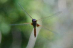 Tauriphila australis