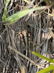 Melanoplus oregonensis