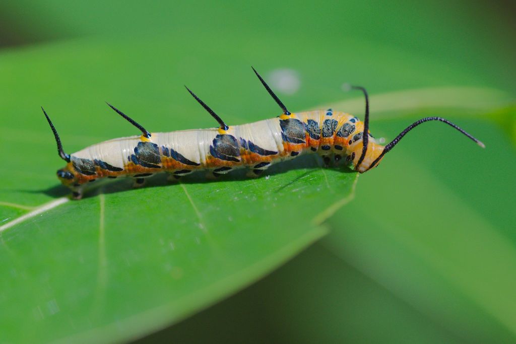 Ruddy Daggerwing