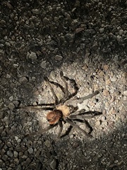 Aphonopelma chalcodes