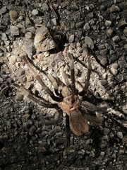 Aphonopelma chalcodes