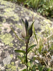 Gentiana parryi