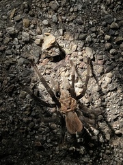 Aphonopelma chalcodes