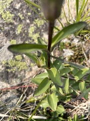 Gentiana parryi