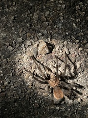 Aphonopelma chalcodes