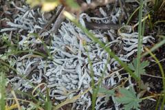 Thamnolia vermicularis