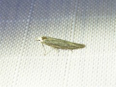 Haplochrois bipunctella