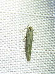 Haplochrois bipunctella