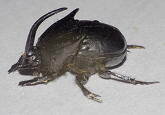 Phanaeus texensis