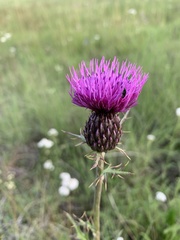Cirsium wheeleri