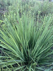 Sorghastrum secundum