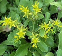 Phedimus kamtschaticus