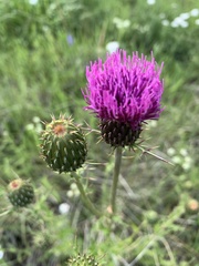 Cirsium wheeleri