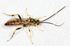 Cratichneumon paratus