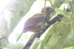 Cyanoloxia cyanoides