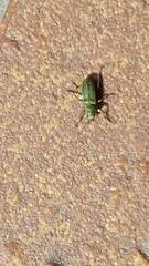Pachyrhinus lethierryi