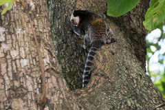 Callithrix geoffroyi