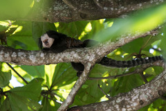 Callithrix geoffroyi