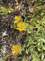 Heterotheca pumila