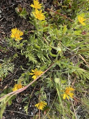 Heterotheca pumila