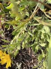 Heterotheca pumila