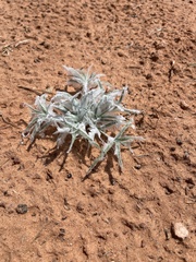Scleropogoninae