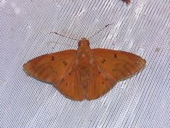 Dyscophellus ramusis