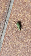 Pachyrhinus lethierryi