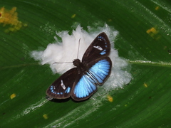 Pythonides jovianus amaryllis