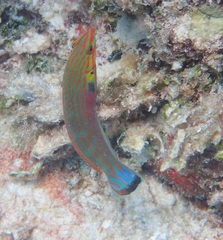 Halichoeres melanurus