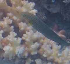 Halichoeres melanurus