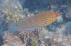 Halichoeres melanurus