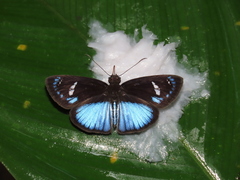 Pythonides jovianus amaryllis