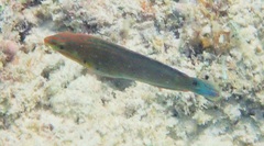 Halichoeres melanurus