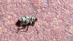 Pachyrhinus lethierryi