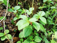 Peperomia liebmannii