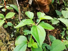 Peperomia liebmannii
