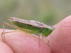Conocephalus saltans