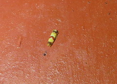 Erythroneura integra