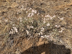 Eriogonum niveum