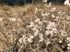 Eriogonum niveum