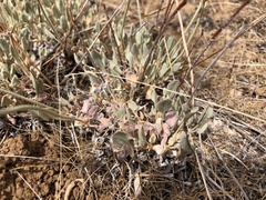 Eriogonum niveum