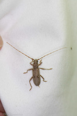 Eburia mutica