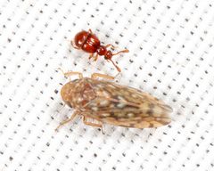 Xestocephalus similis