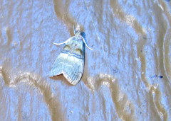 Pococera maritimalis