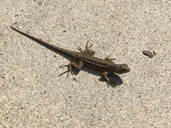Sceloporus occidentalis