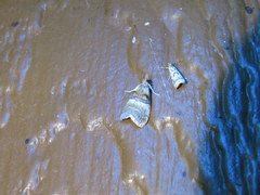 Pococera maritimalis