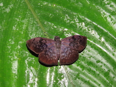 Camptopleura theramenes
