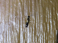 Euborellia cincticollis