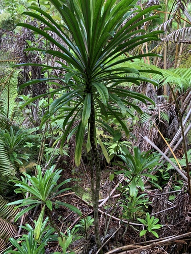 Trematolobelia rockii, 2021-06-22